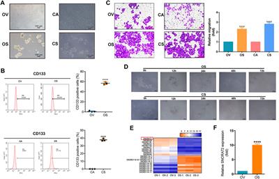 Corrigendum: SNORA72 activates the Notch1/c-Myc pathway to promote stemness transformation of ovarian cancer cells